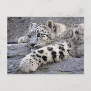 Todas las postales reproducidas