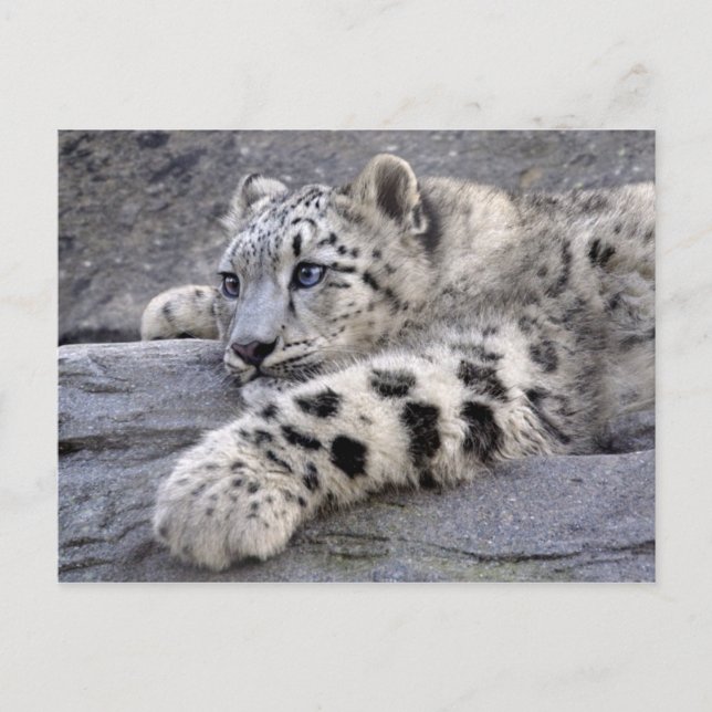 Todas las postales reproducidas (Anverso)