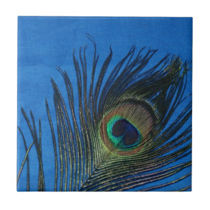 Todavía del pavo real vida con la teja azul