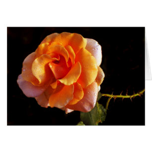 Todavía un color de rosa