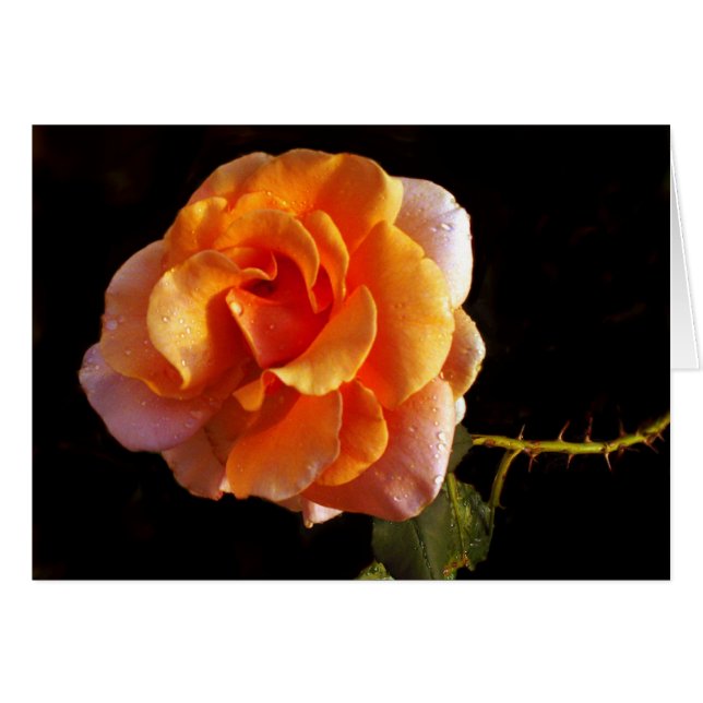 Todavía un color de rosa (Anverso (Horizontal))