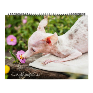 Todo calendario de Rosie
