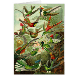 Todo-Ocasión del ilustracion del colibrí de