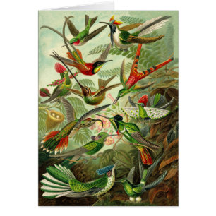 Todo-Ocasión del ilustracion del colibrí de