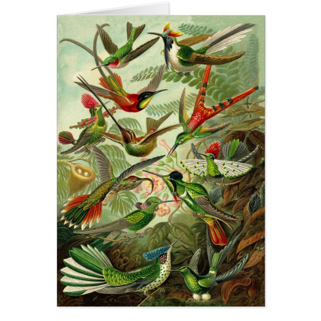 Todo-Ocasión del ilustracion del colibrí de (Frente)