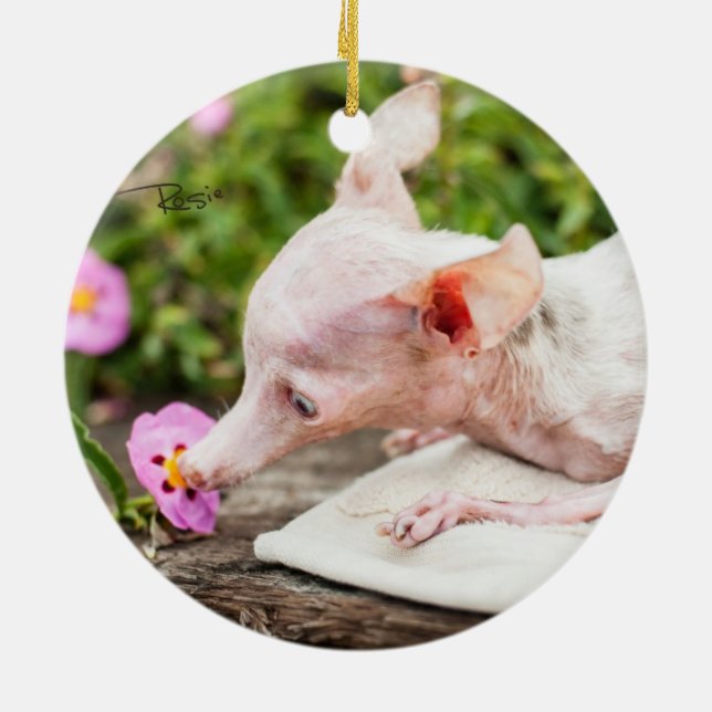 Todo ornamento de la foto de Rosie (Atrás)