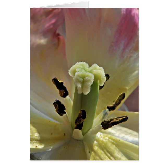 Todo sobre el polen (Frente)