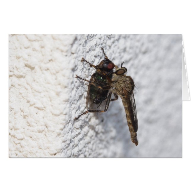 Tolmerus atricapillus (Anverso (Horizontal))