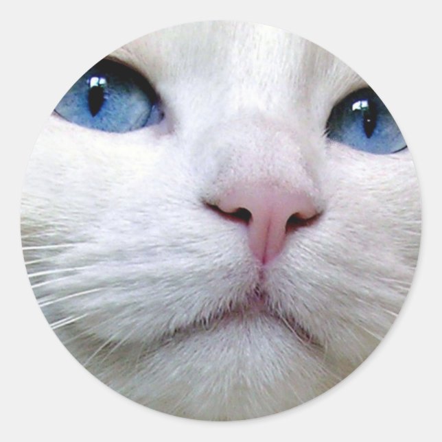 Tom Pegatina (Anverso)