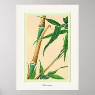Toma Bamboo ~ Impresión de Bella Artes japonés vin