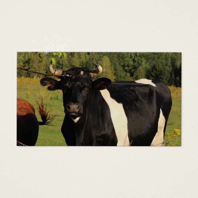 Toma el toro por los cuernos (Frente)