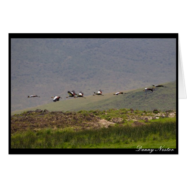 Tomando vuelo (Anverso (Horizontal))