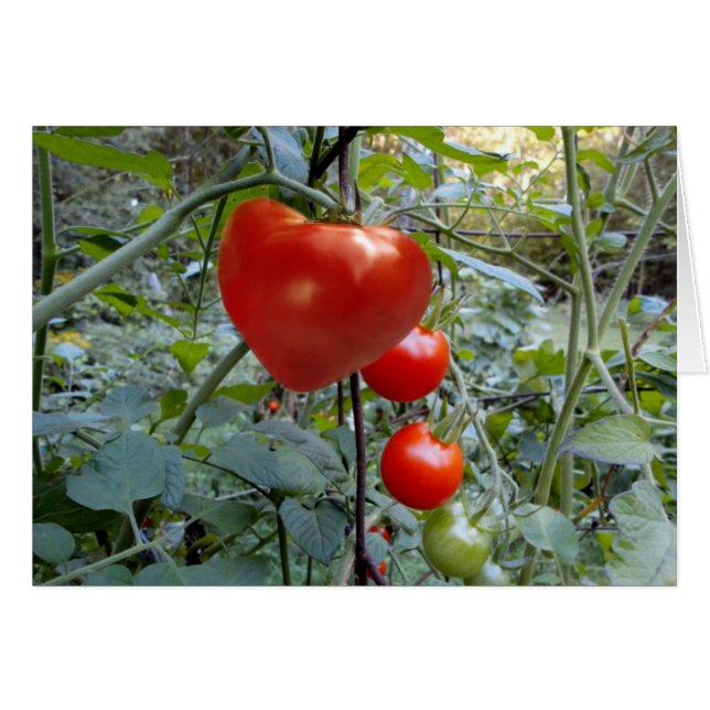 Tomate en forma de corazón ningún mensaje (Anverso (Horizontal))