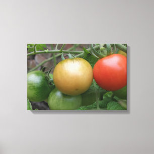 Tomates de Semáforo Impresión en Lienzo