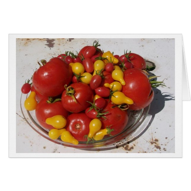 Tomates del ~ de la colección del jardín de la sol (Anverso (Horizontal))