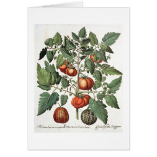 Tomates y melones: luteo del fructu de los amoris