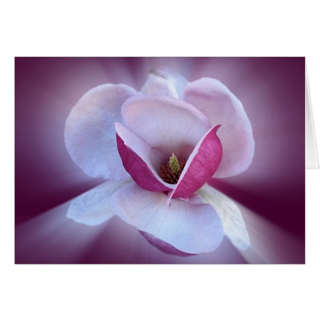 tonos de magnolia rosa (Anverso (Horizontal))