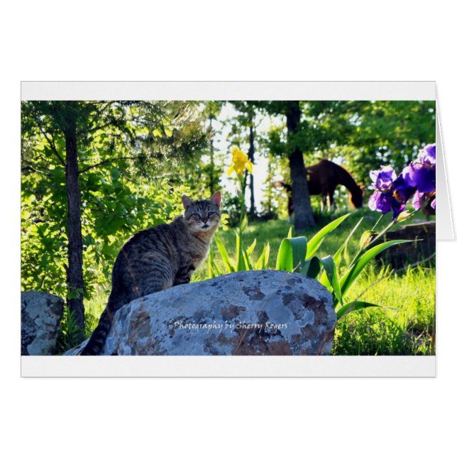 ~ Top Cat en Rock~ (Anverso (Horizontal))