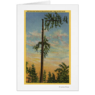 Topping Giant Spruce por 60 metros. Vela