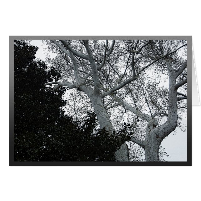 tops en blanco y negro (Anverso (Horizontal))