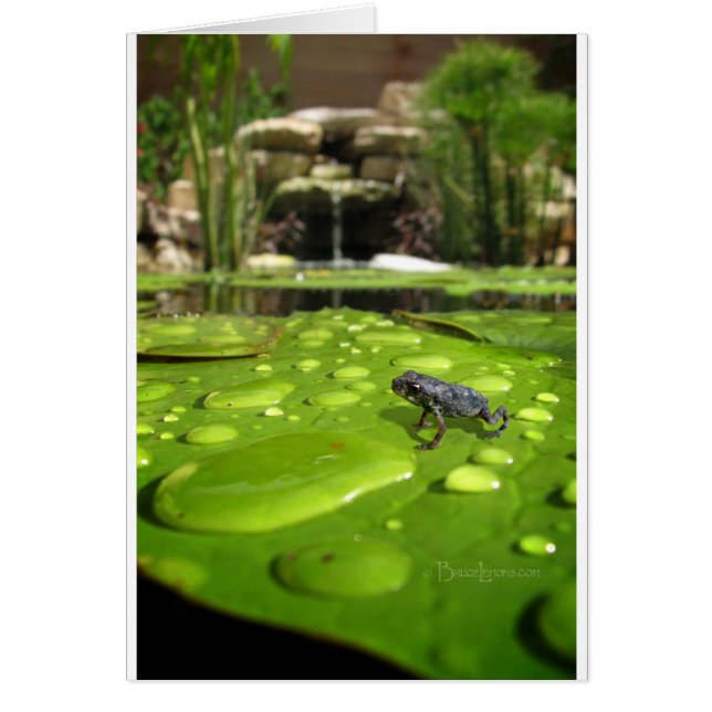 Toque bebé en estanque (Frente)