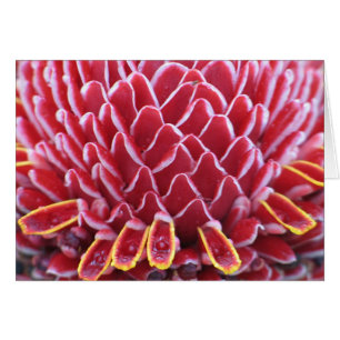 Torch Ginger de los reyes