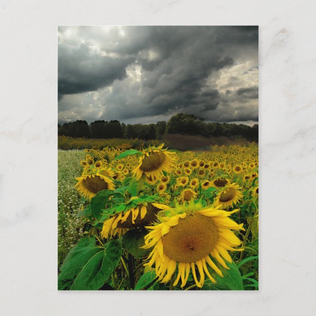 Tormenta de agosto, postal (Anverso)