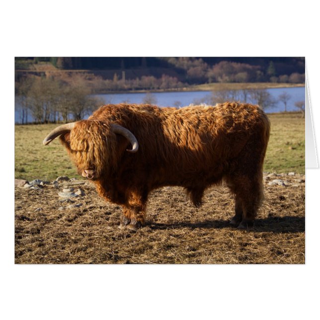 Toro de ganado Highland, Escocia (Anverso (Horizontal))