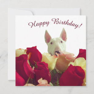 Toro terrier con rosas - ¡Feliz cumpleaños!