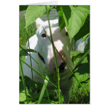 Toro Terrier inglés buscando por las hojas