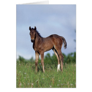 Toroughbred Foal Standing in the Grass