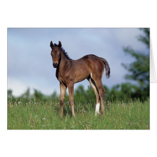 Toroughbred Foal Standing in the Grass