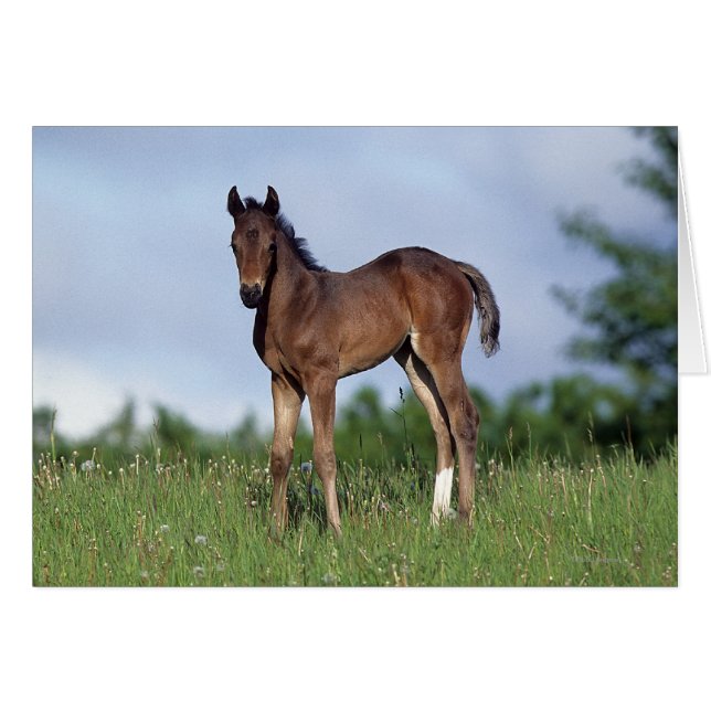 Toroughbred Foal Standing in the Grass (Anverso (Horizontal))