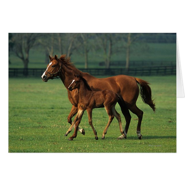 Toroughbred Mare & Foal 3 (Anverso (Horizontal))