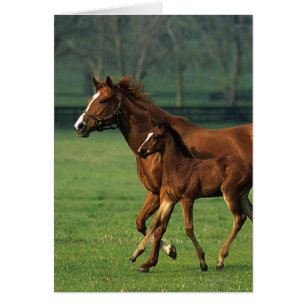 Toroughbred Mare & Foal 3