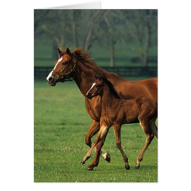 Toroughbred Mare & Foal 3 (Frente)