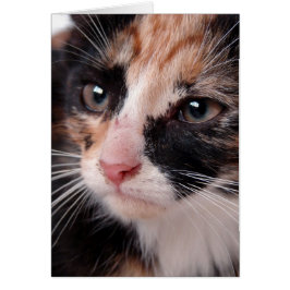 Torti Kitten Blank Dentro De Todas Las Ocasiones