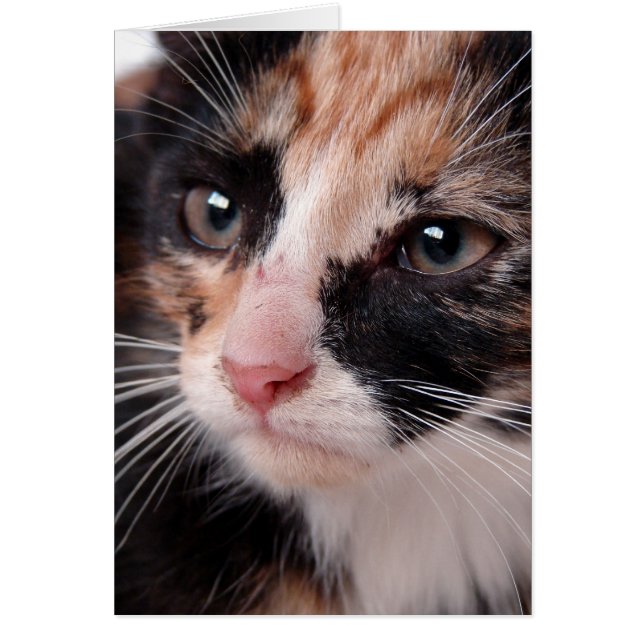 Torti Kitten Blank Dentro De Todas Las Ocasiones (Frente)