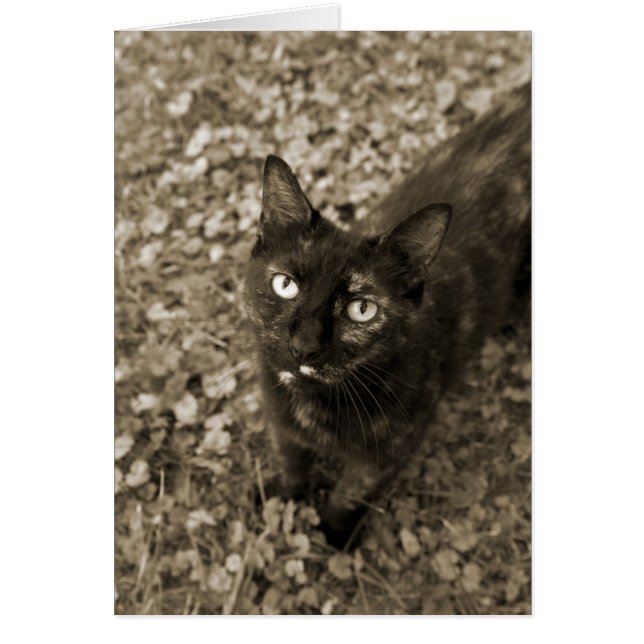 Tortie Cat Cards (Frente)