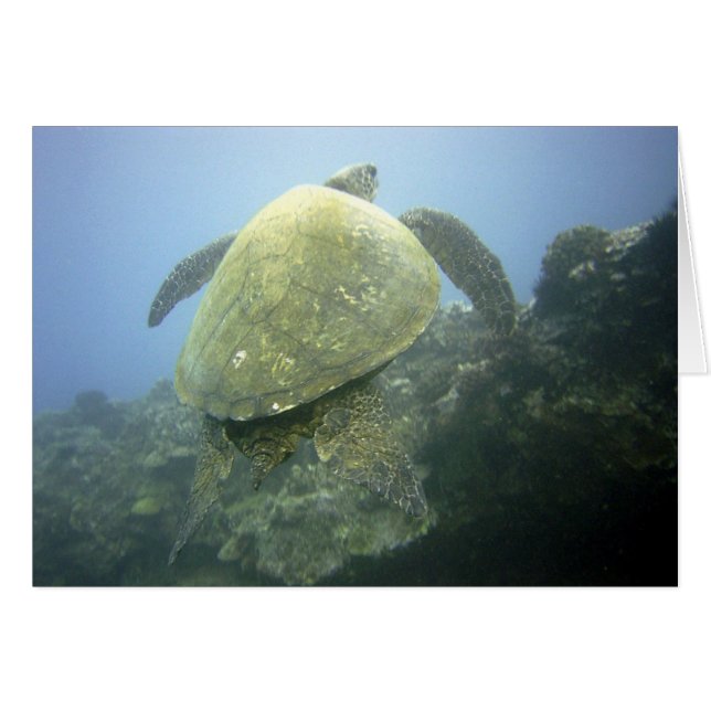 Tortle Pu'u Olai (Anverso (Horizontal))