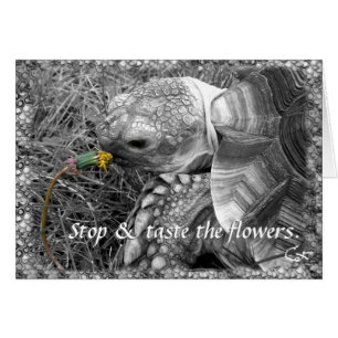 Tortoise - Detenga y pruebe las flores