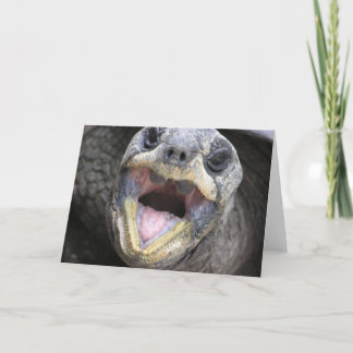 ¡Tortoise Dice Hola! Tarjeta