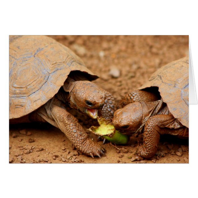 Tortoise Snack (Anverso (Horizontal))