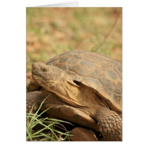 Tortoise Sonoran Desert