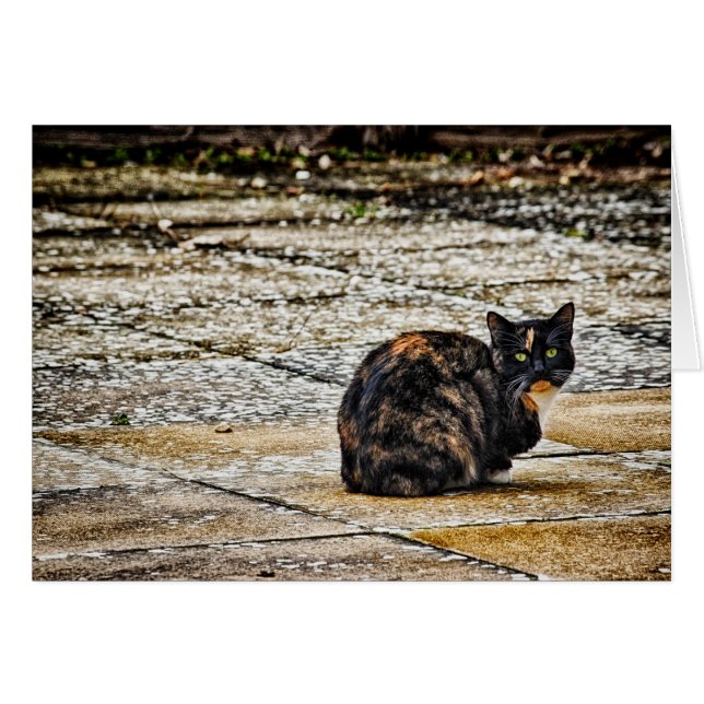 Tortoiseshell Cat (Anverso (Horizontal))