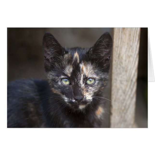Tortoiseshell Kitten (Anverso (Horizontal))