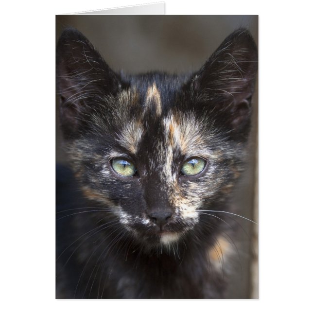 Tortoiseshell Kitten (Frente)