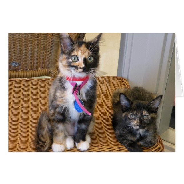 Tortoiseshell Kitties (Anverso (Horizontal))