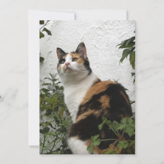 Tortoiseshell y gato blanco