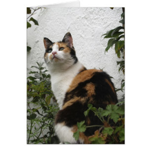 Tortoiseshell y gato blanco